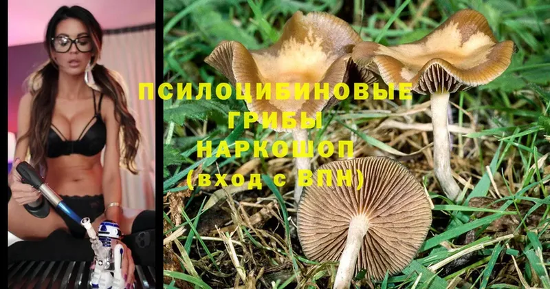 где можно купить наркотик  Гурьевск  Галлюциногенные грибы Magic Shrooms 